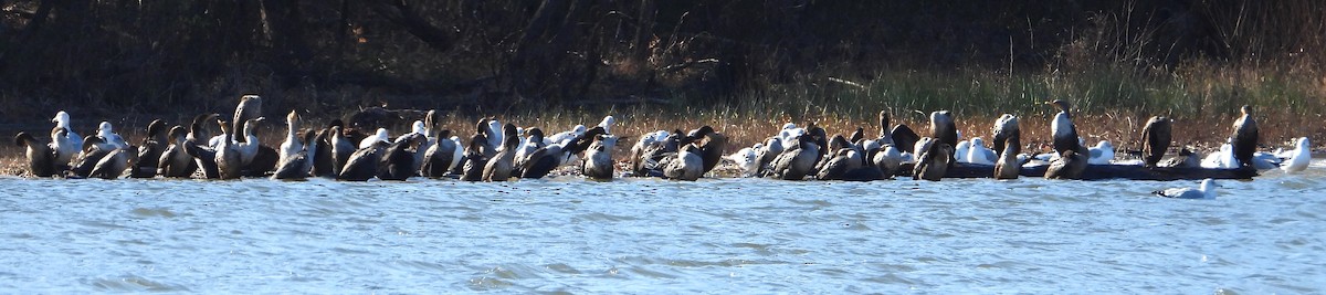 Double-crested Cormorant - ML627175363