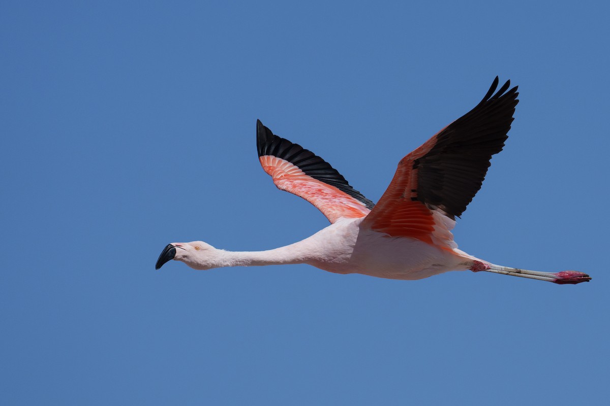 Chilean Flamingo - ML627175367