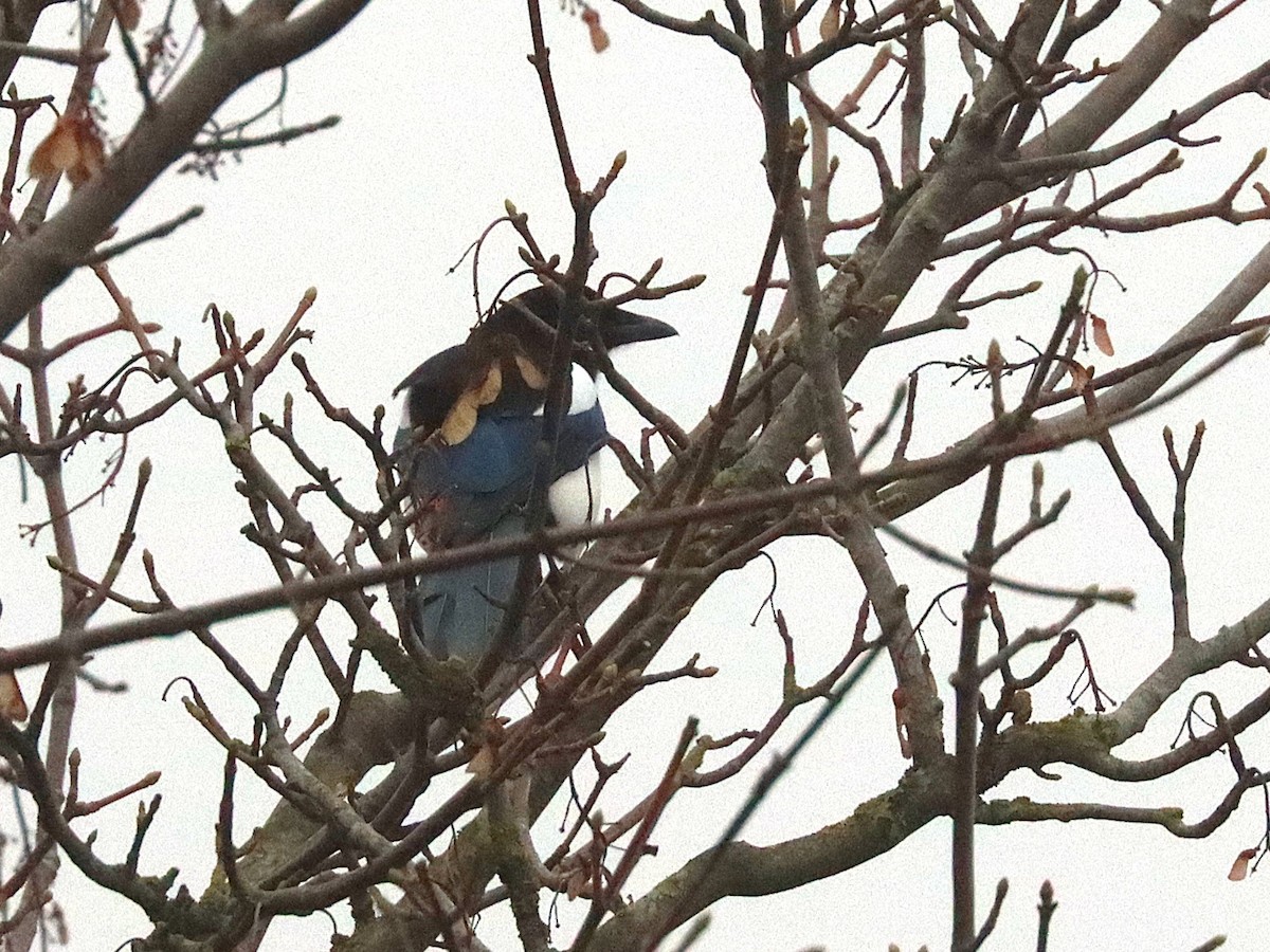 Eurasian Magpie - ML627175409