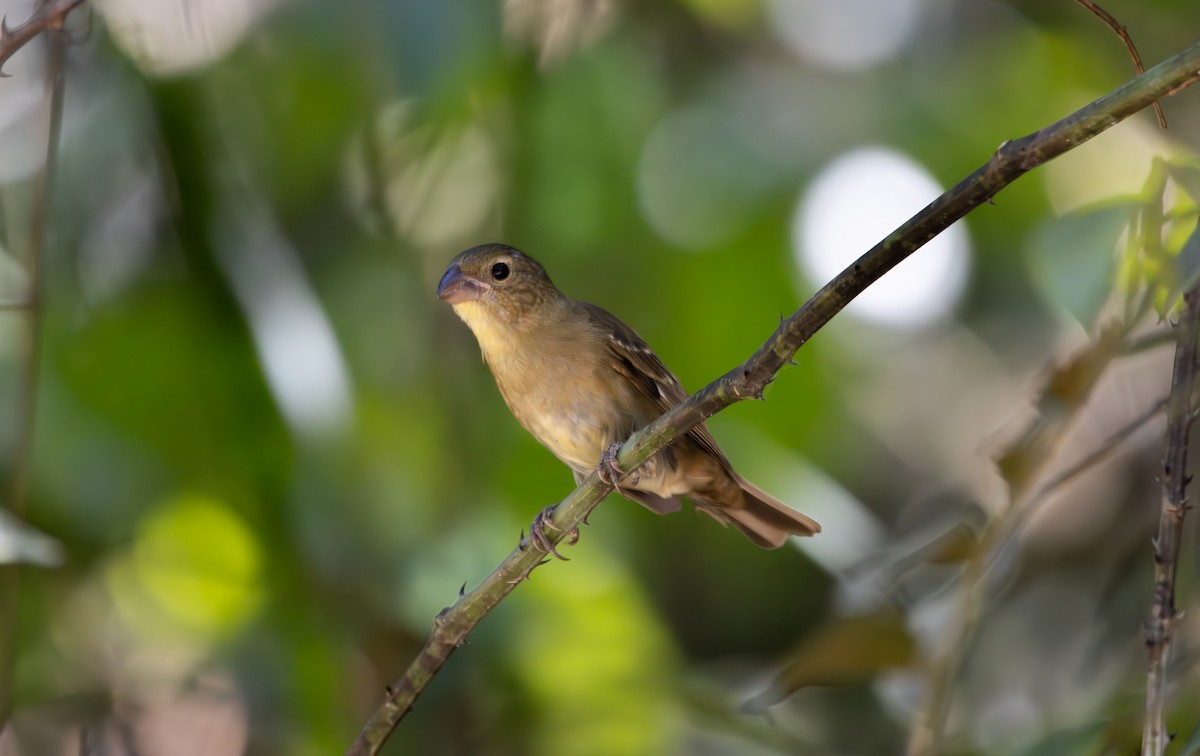 Buffy-fronted Seedeater - ML627175431
