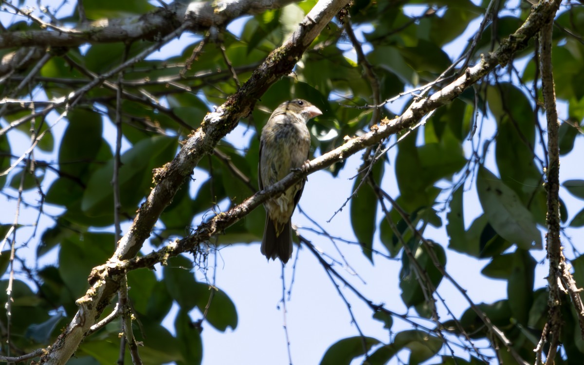 Buffy-fronted Seedeater - ML627175432