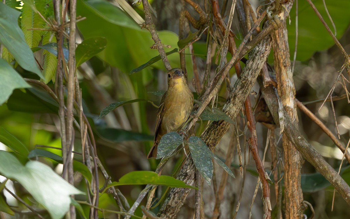Buffy-fronted Seedeater - ML627175433