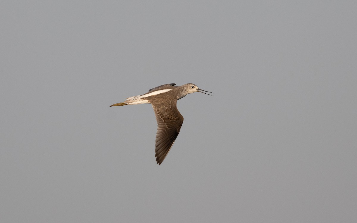 Marsh Sandpiper - ML627175468