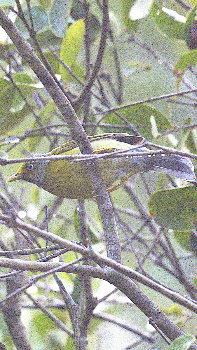 Gray-headed Bulbul - ML627175554