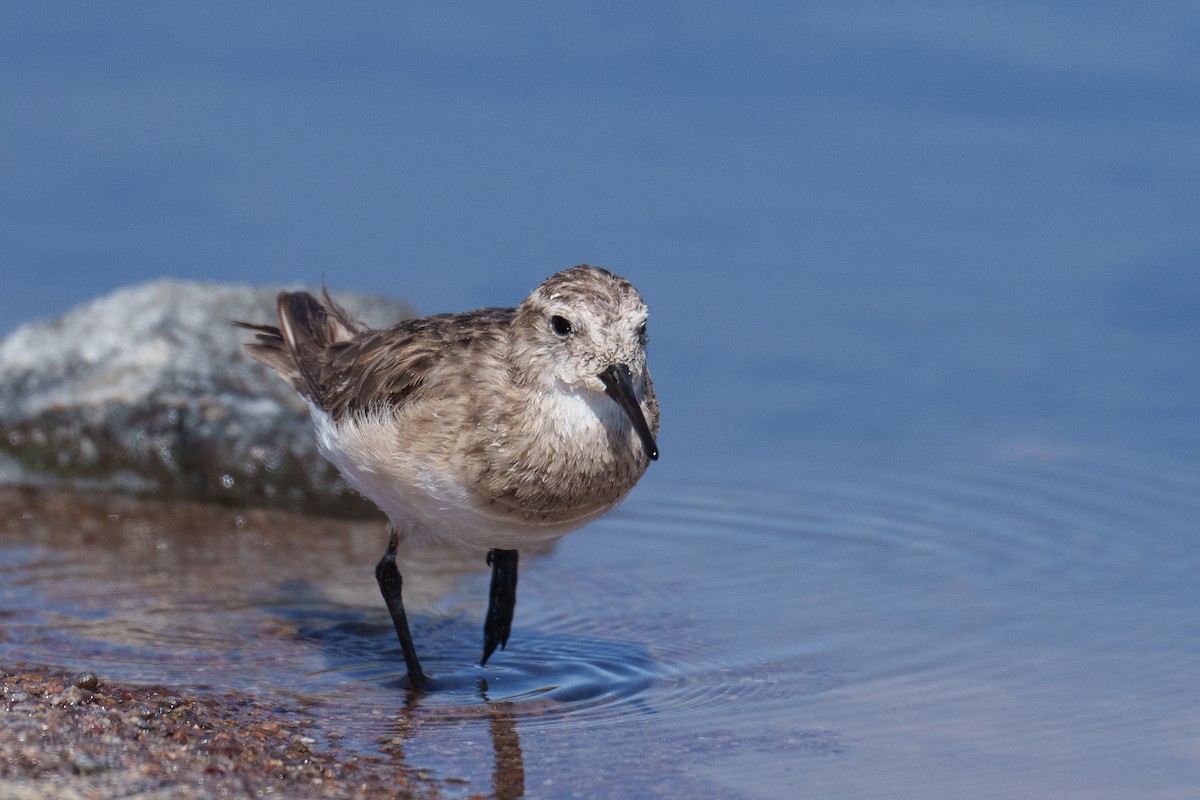 Baird's Sandpiper - ML627175590