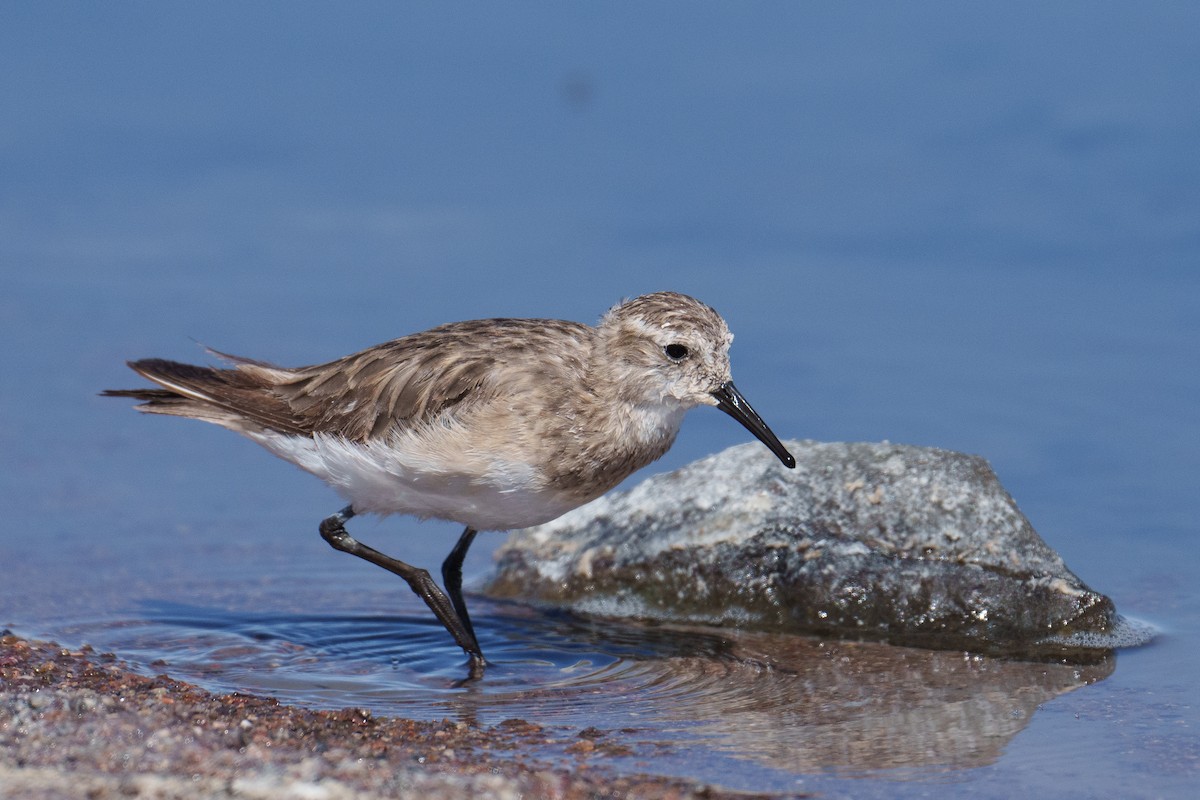 Baird's Sandpiper - ML627175591