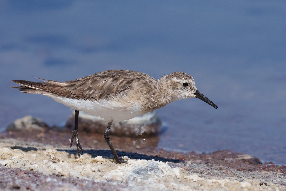 Baird's Sandpiper - ML627175595
