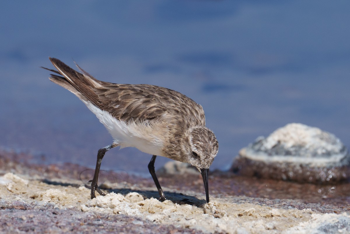 Baird's Sandpiper - ML627175597