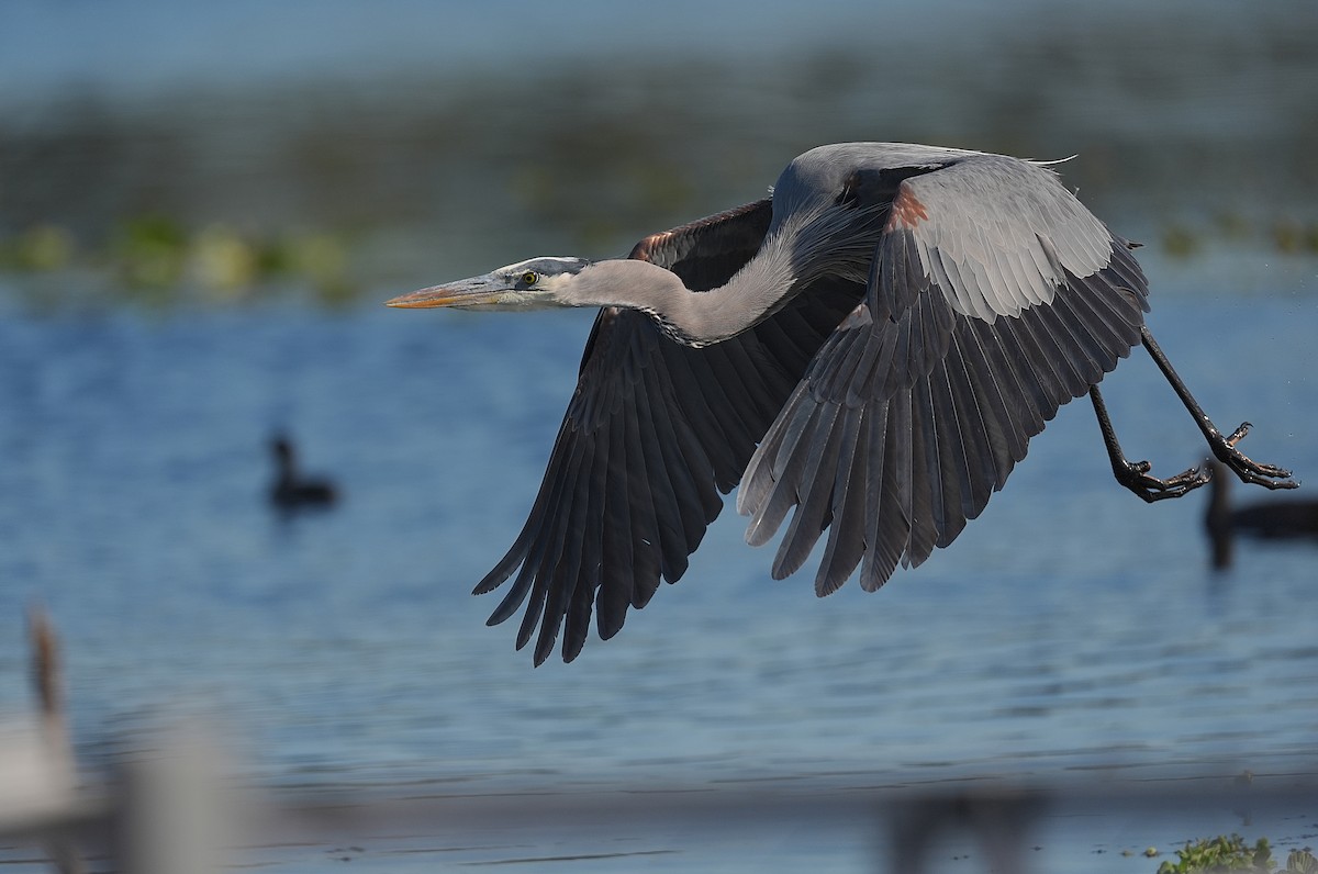 Great Blue Heron (Great Blue) - ML627175601