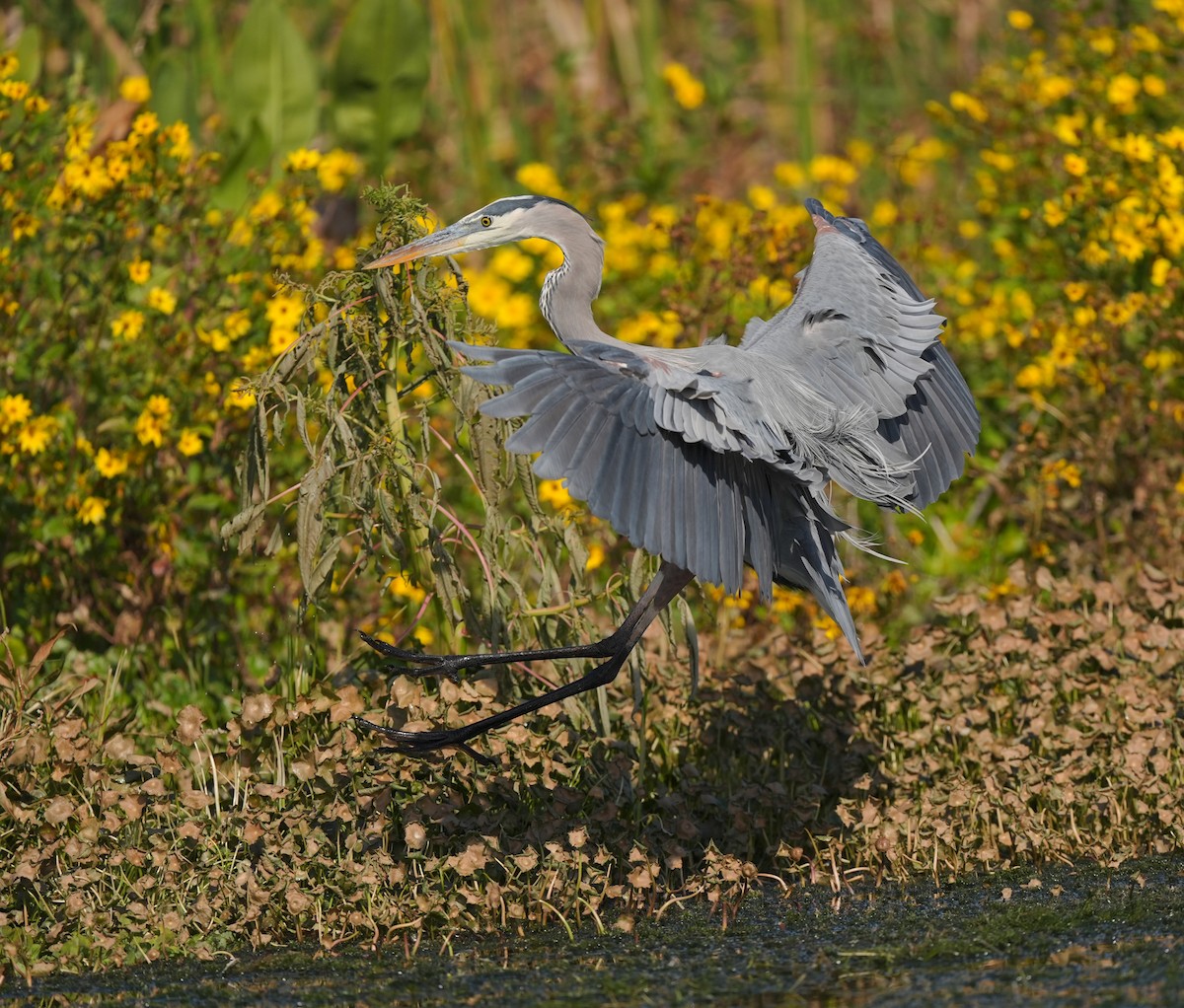 Great Blue Heron (Great Blue) - ML627175602