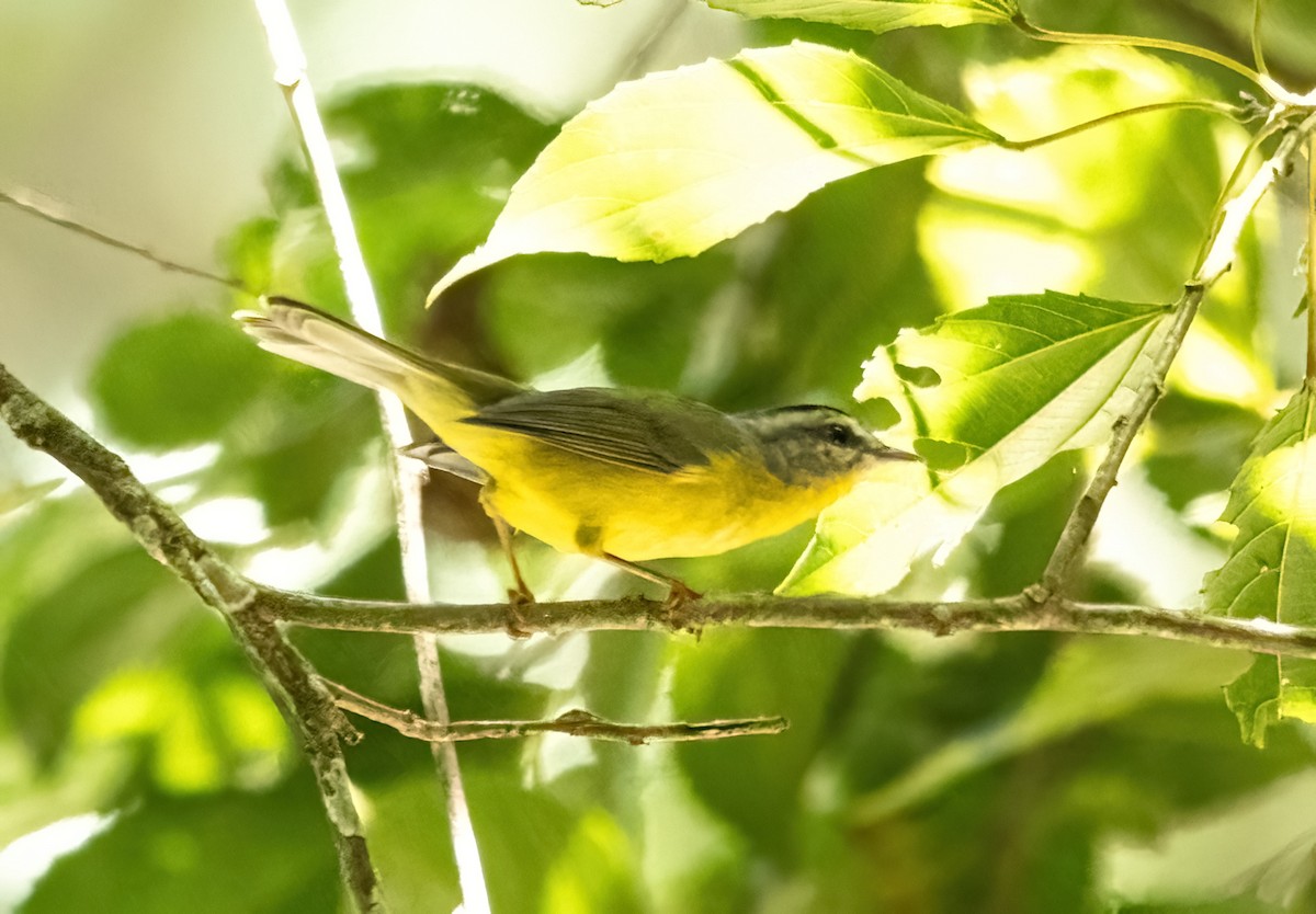 Golden-crowned Warbler - ML627175613