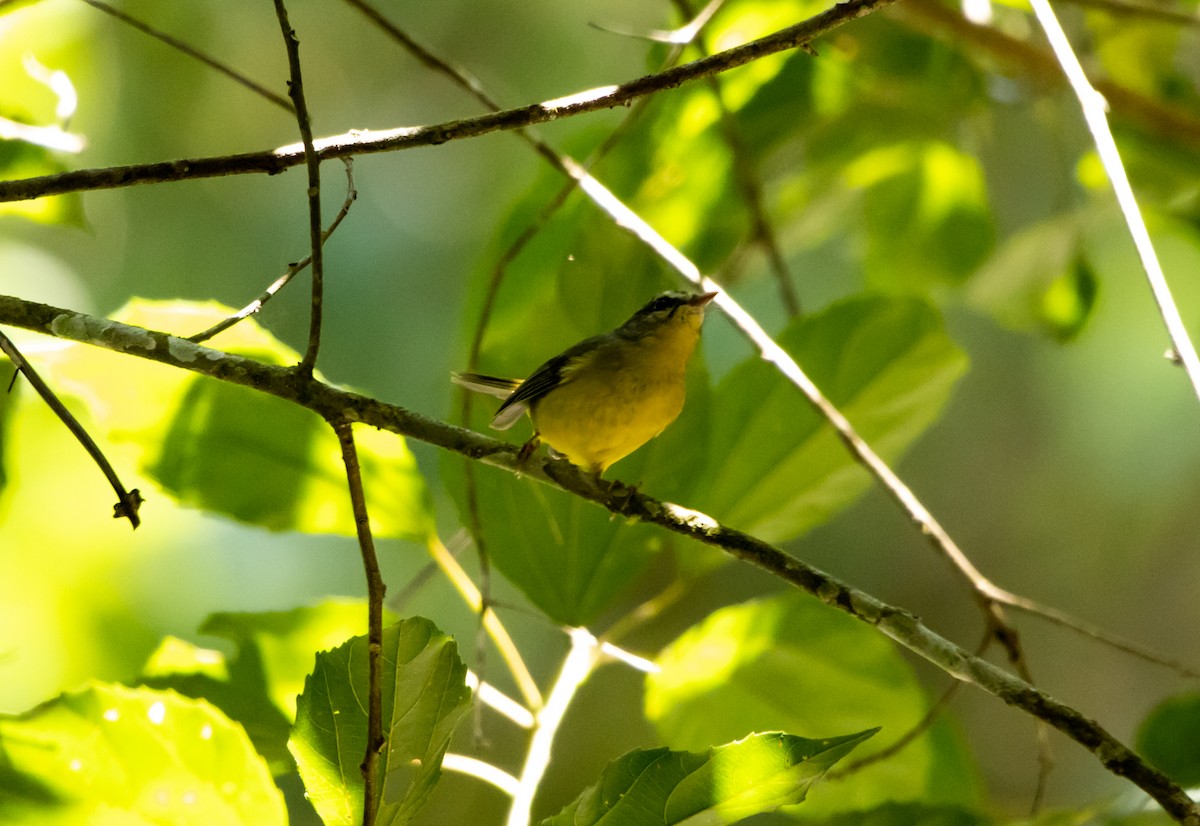 Golden-crowned Warbler - ML627175614