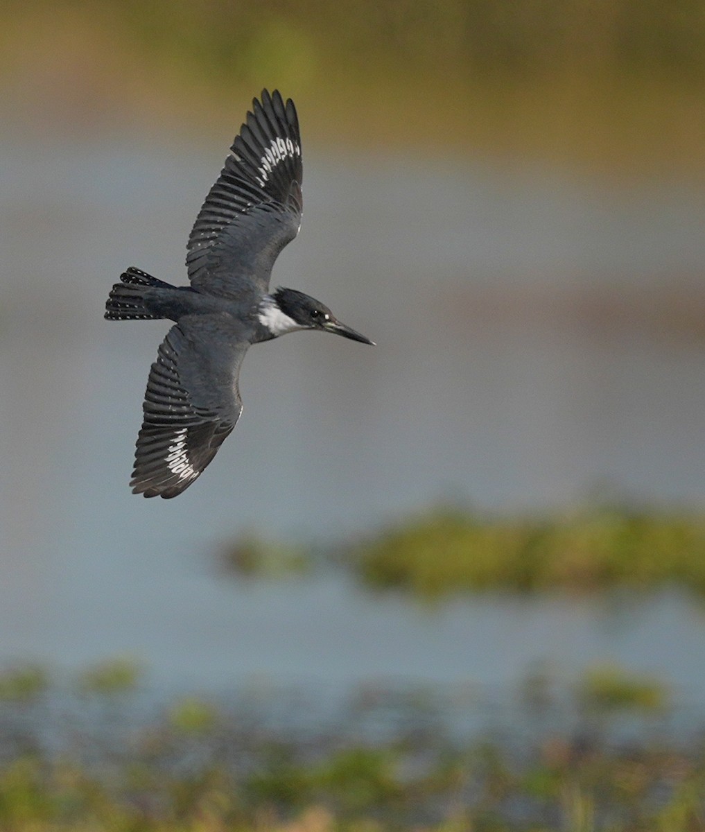 Belted Kingfisher - ML627175633