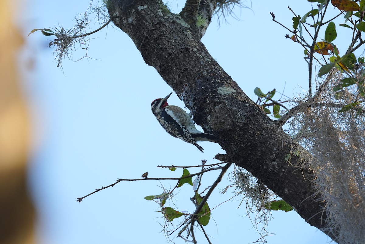 Yellow-bellied Sapsucker - ML627175649