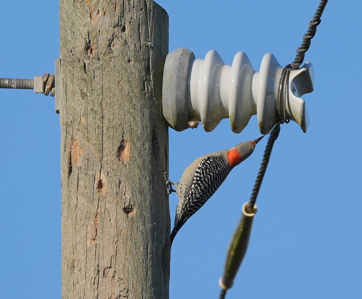 Red-bellied Woodpecker - ML627175661