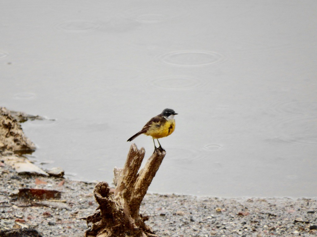 konipas luční - ML627175662