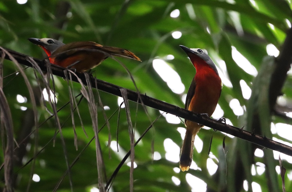 Fiery-breasted Bushshrike - ML627175668