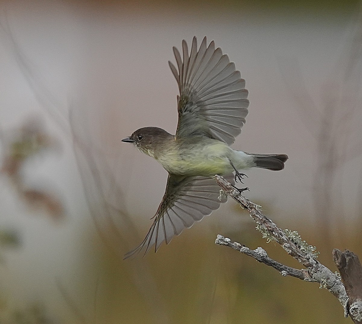 Eastern Phoebe - ML627175678