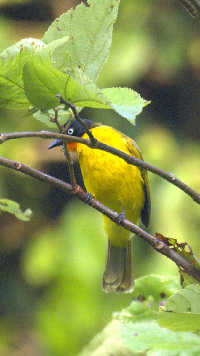 Flame-throated Bulbul - ML627175686