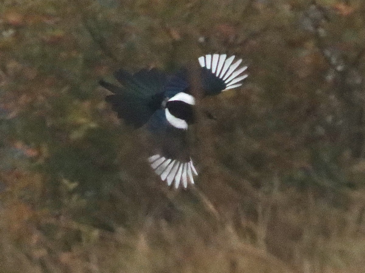 Eurasian Magpie - ML627175689