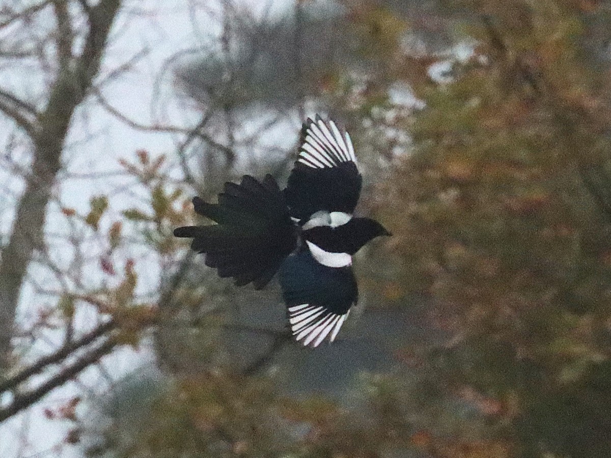 Eurasian Magpie - ML627175690
