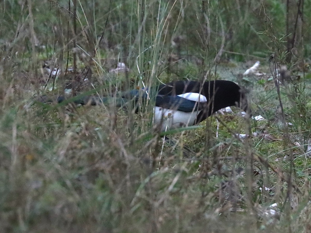 Eurasian Magpie - ML627175691