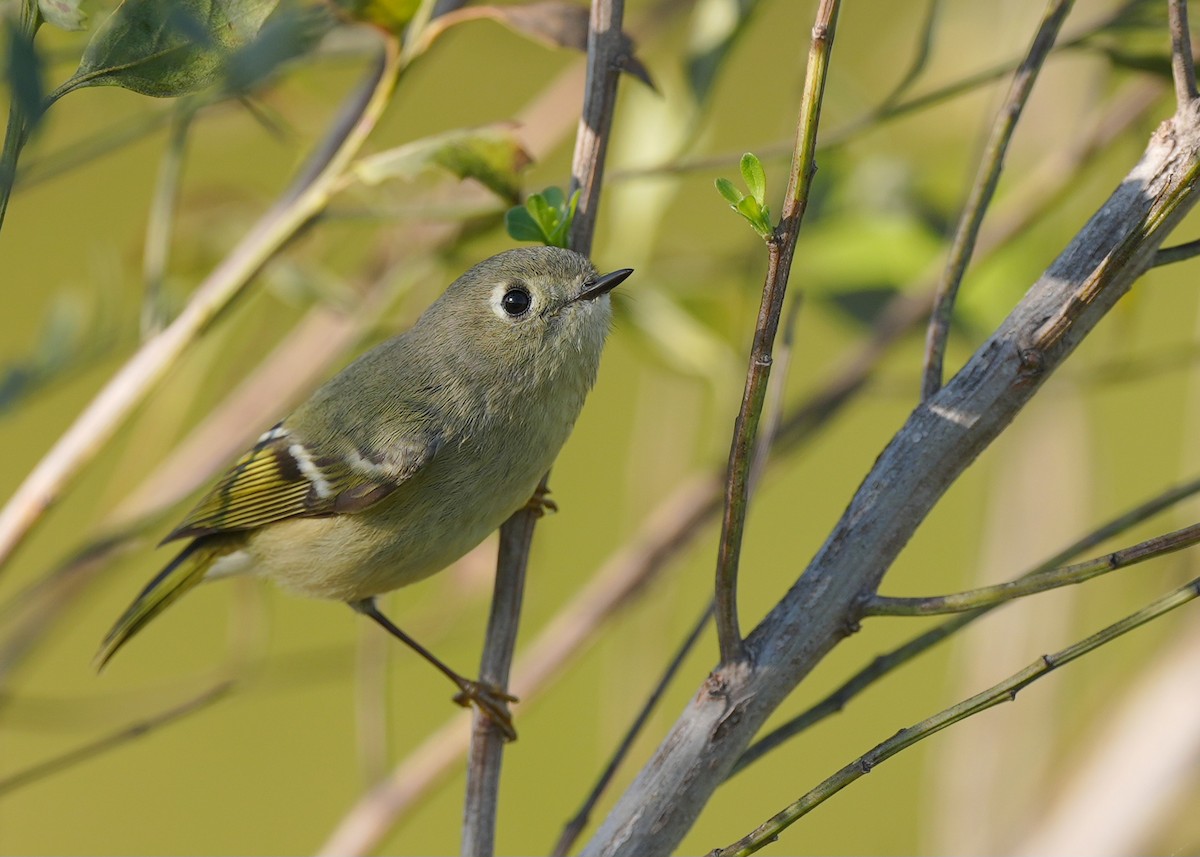 Ruby-crowned Kinglet - ML627175692