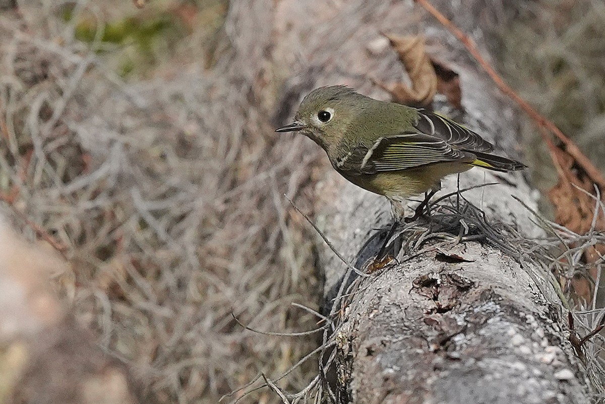 Ruby-crowned Kinglet - ML627175693