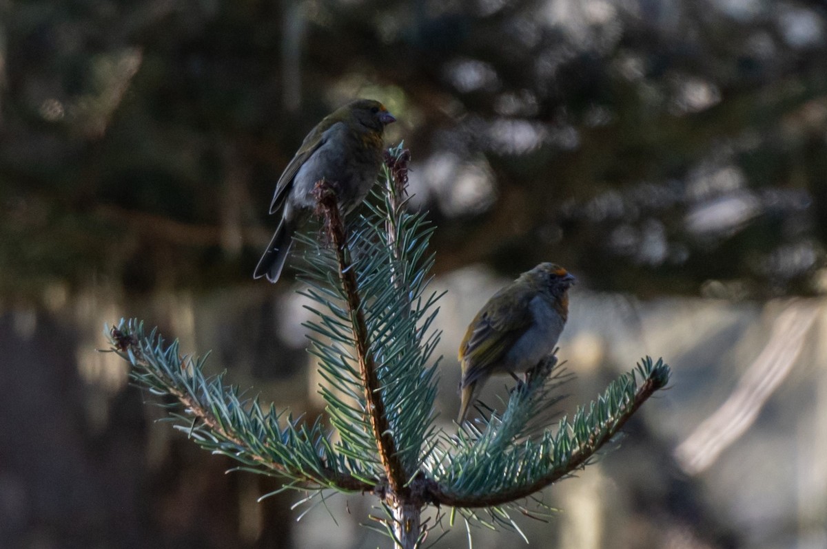 Crimson-browed Finch - ML627175696