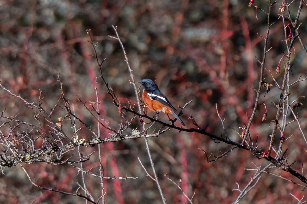 White-throated Redstart - ML627175703