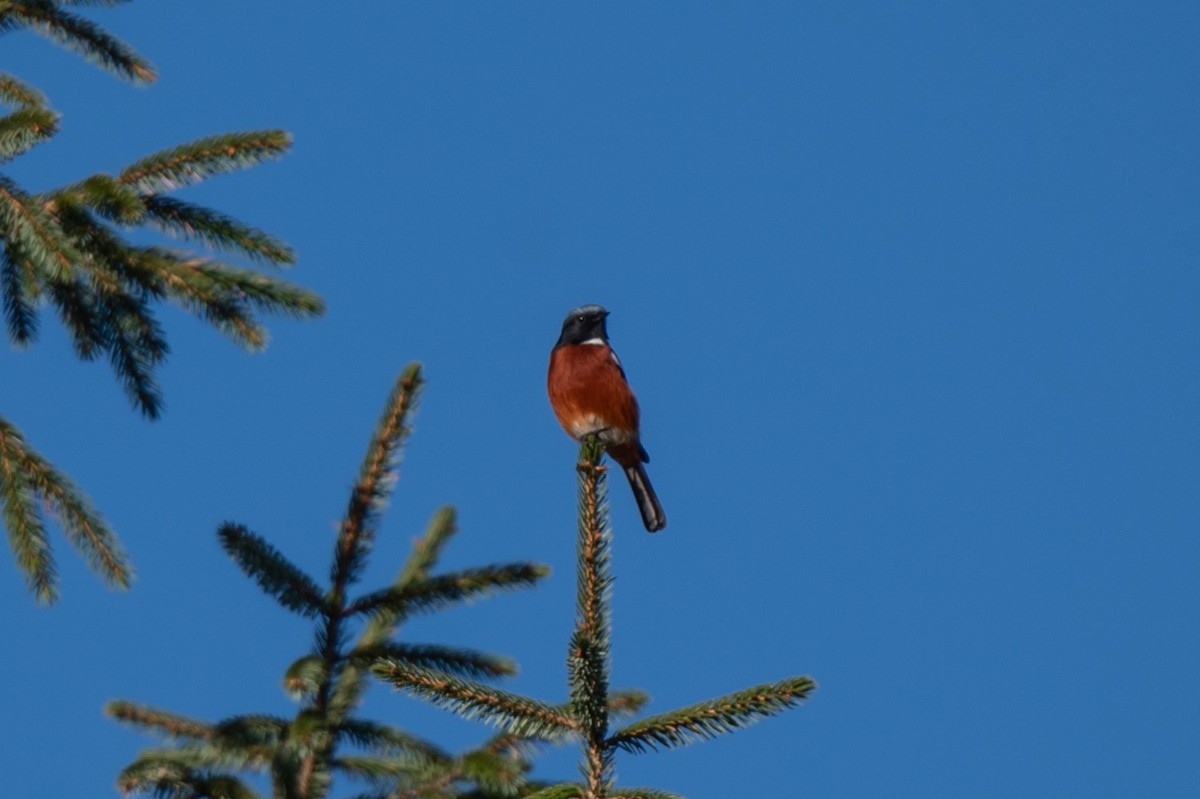 White-throated Redstart - ML627175705