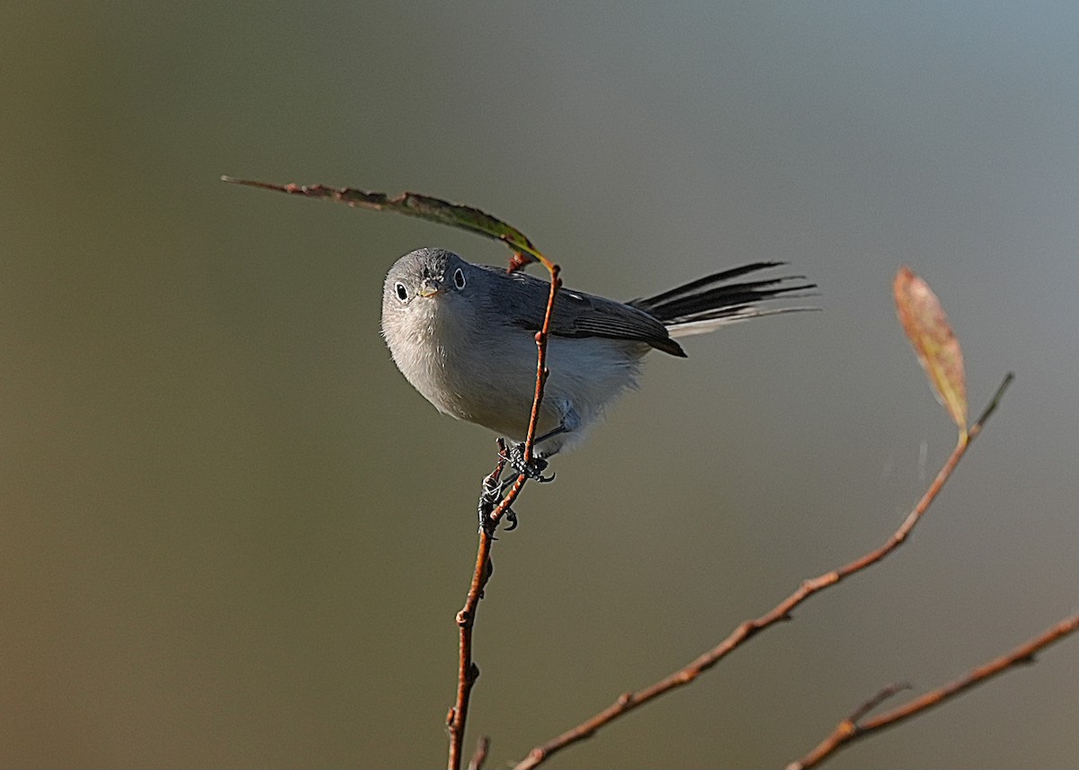 Blue-gray Gnatcatcher (Eastern) - ML627175707