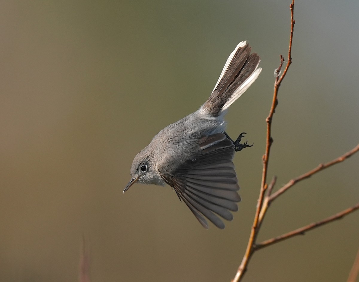 Blue-gray Gnatcatcher (Eastern) - ML627175708