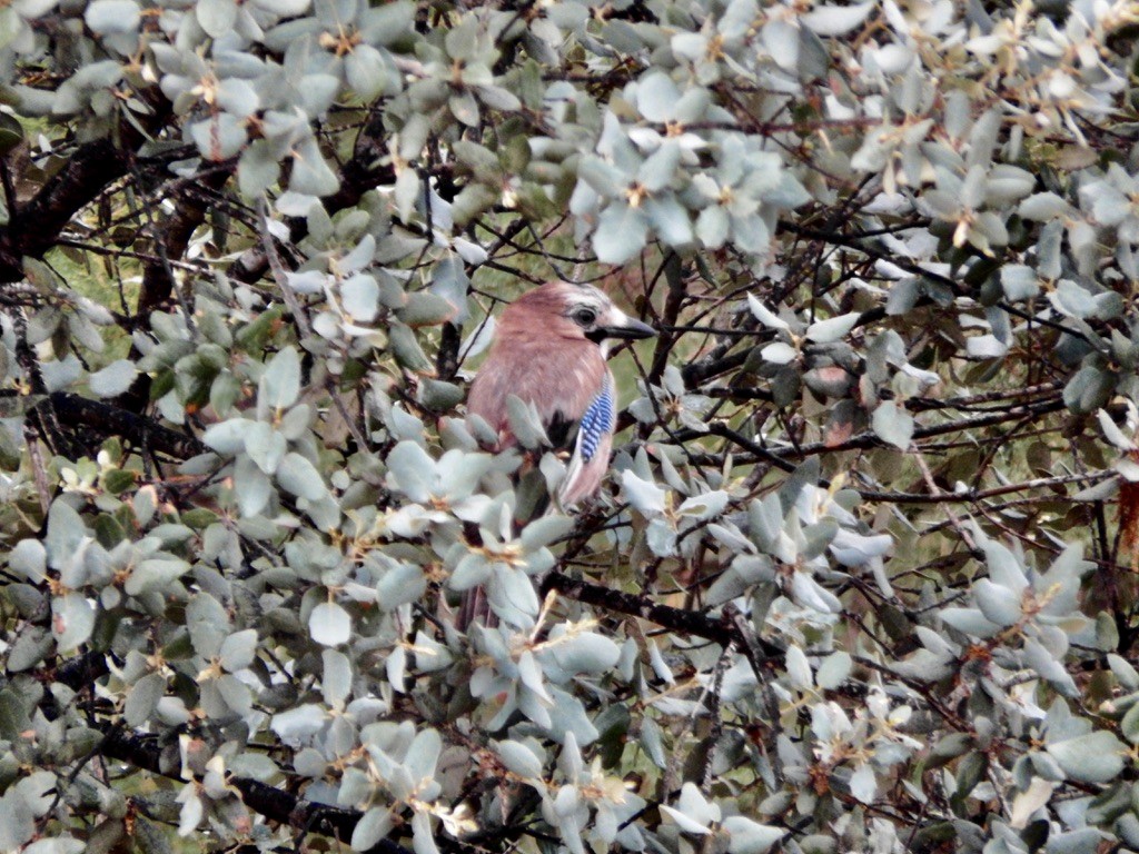 sojka obecná - ML627175719