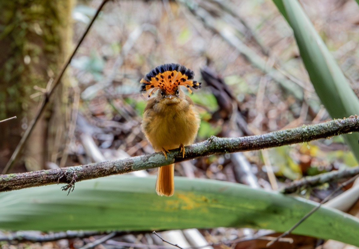 Atlantic Royal Flycatcher - ML627175731