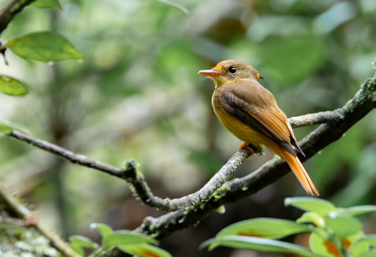 Atlantic Royal Flycatcher - ML627175732