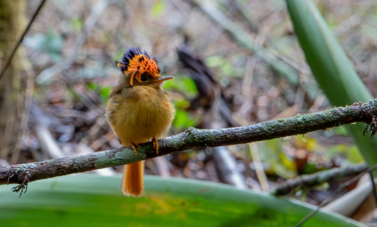 Atlantic Royal Flycatcher - ML627175733