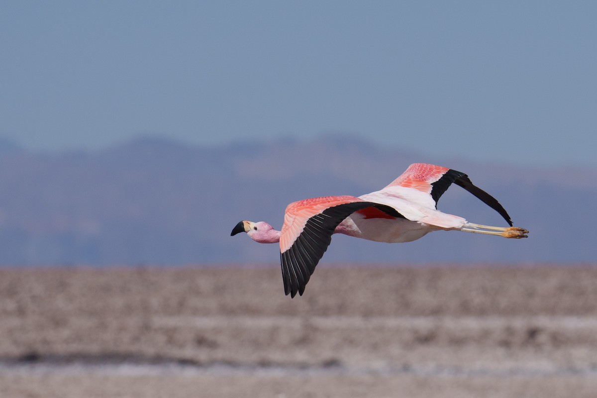 Andean Flamingo - ML627175747