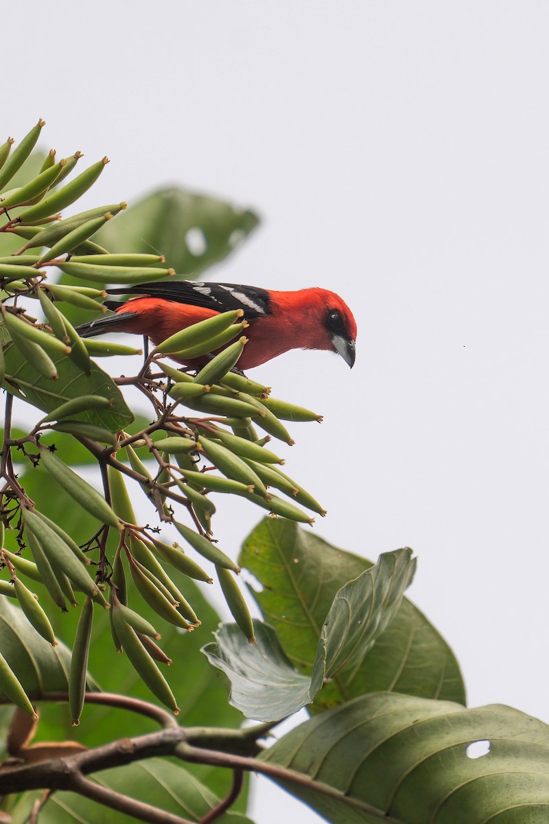 White-winged Tanager - ML627175769