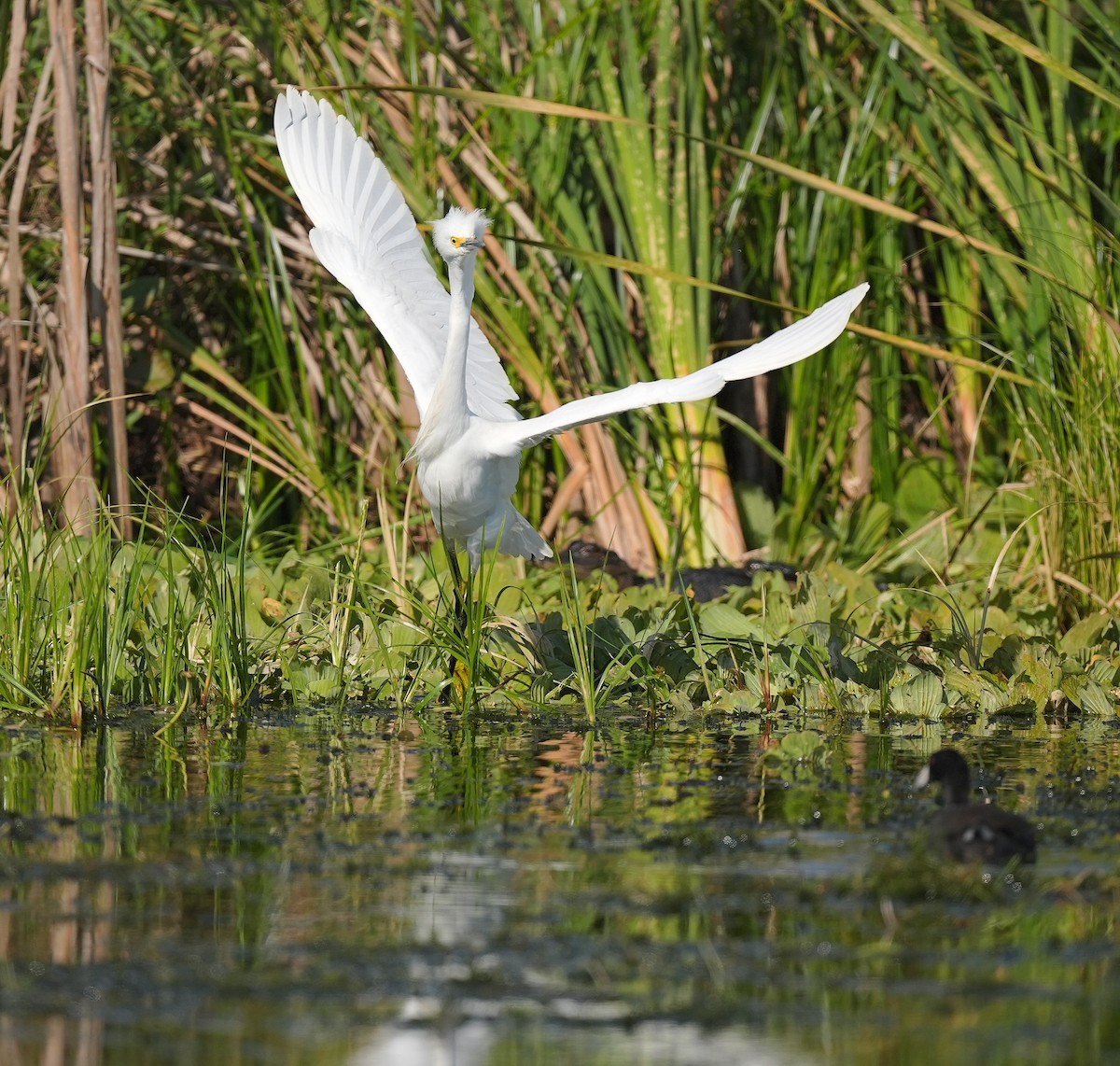 Snowy Egret - ML627175782
