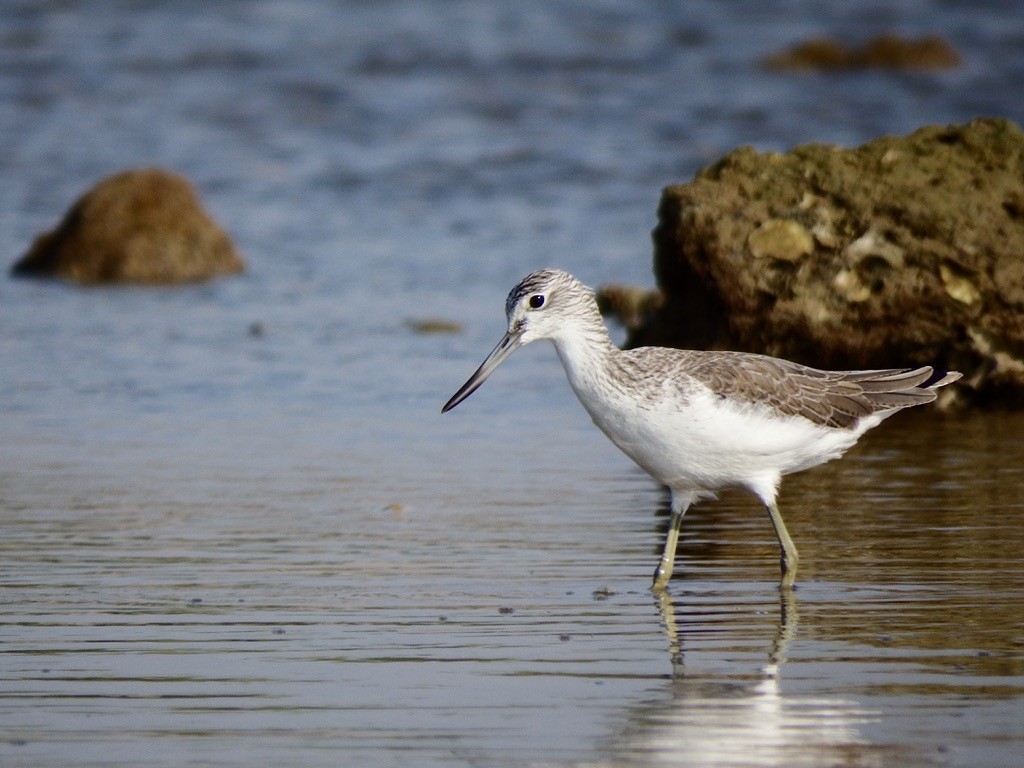 vodouš šedý - ML627175822