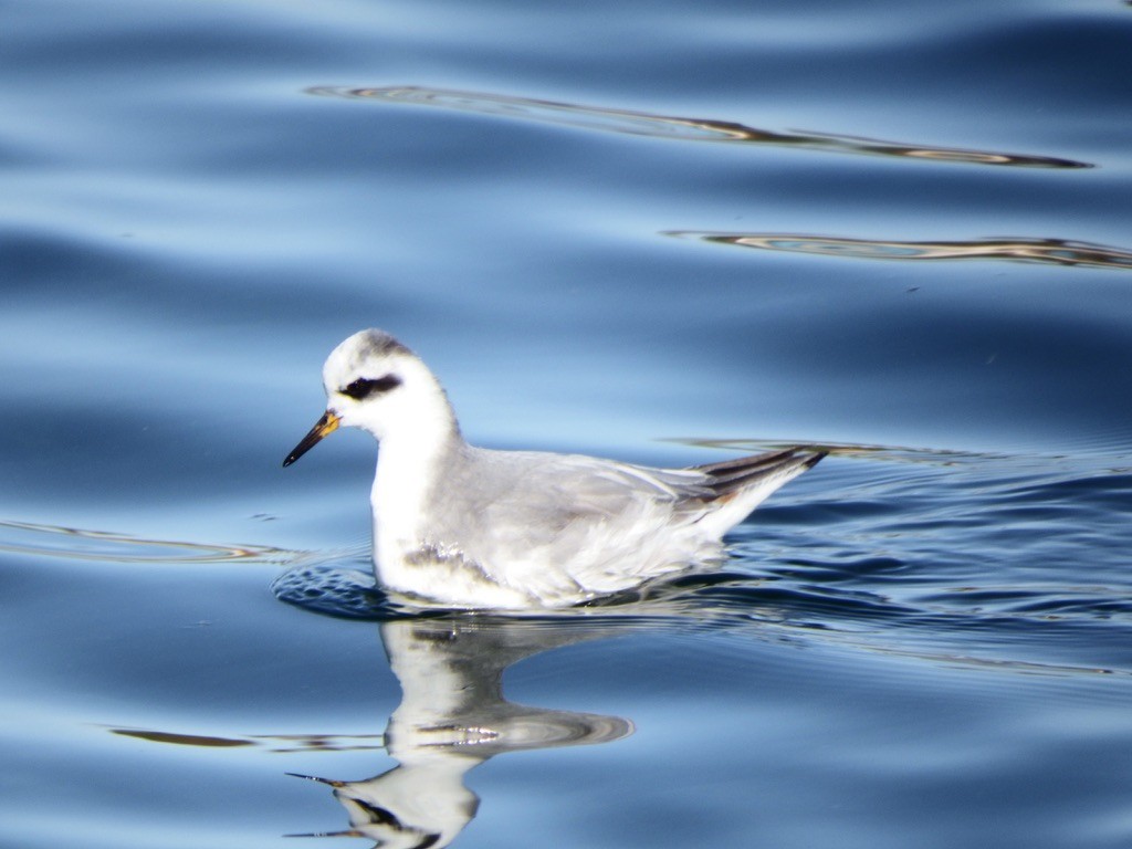 lyskonoh ploskozobý - ML627175856