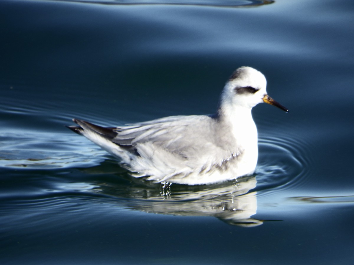 lyskonoh ploskozobý - ML627175859