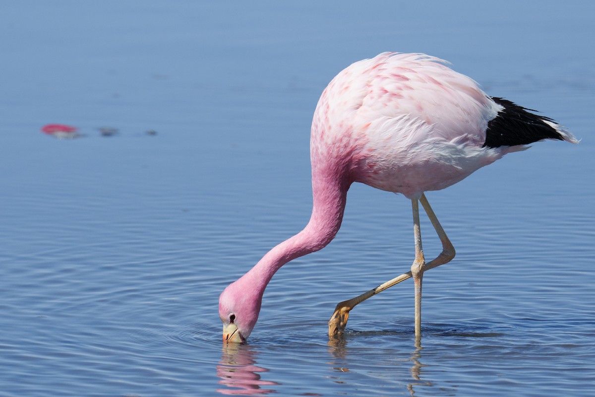 Andean Flamingo - ML627176233