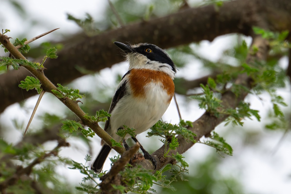 Pygmy Batis - ML627176496