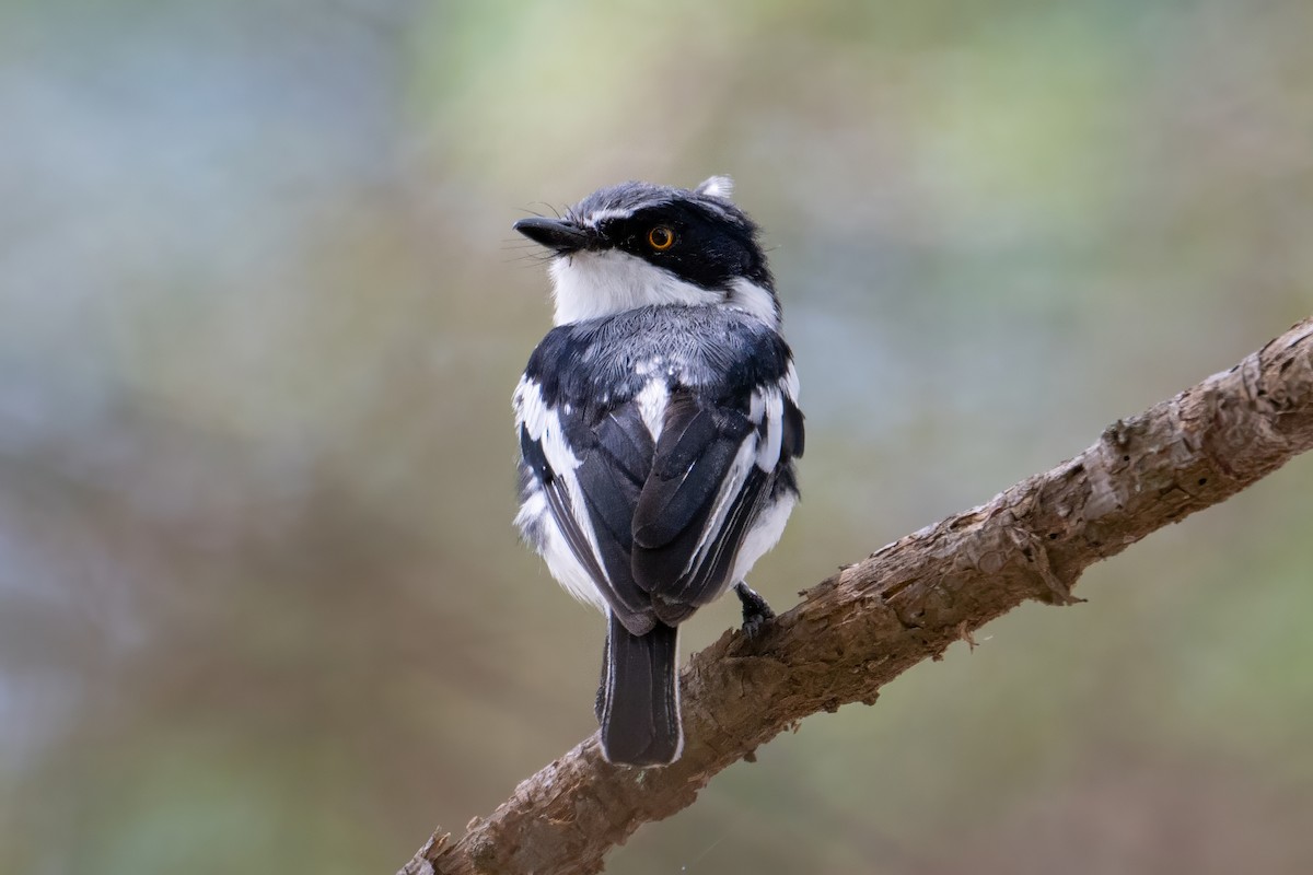 Pygmy Batis - ML627176497