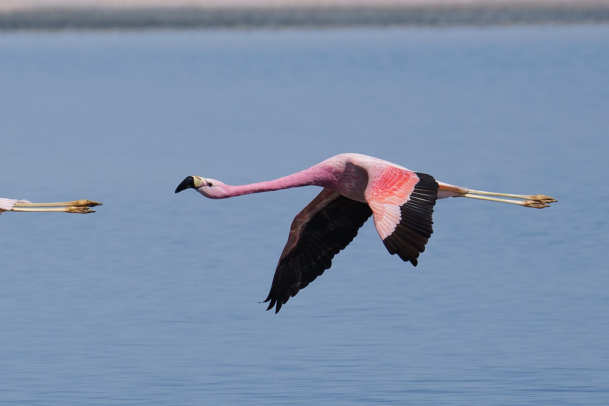 Andean Flamingo - ML627176531