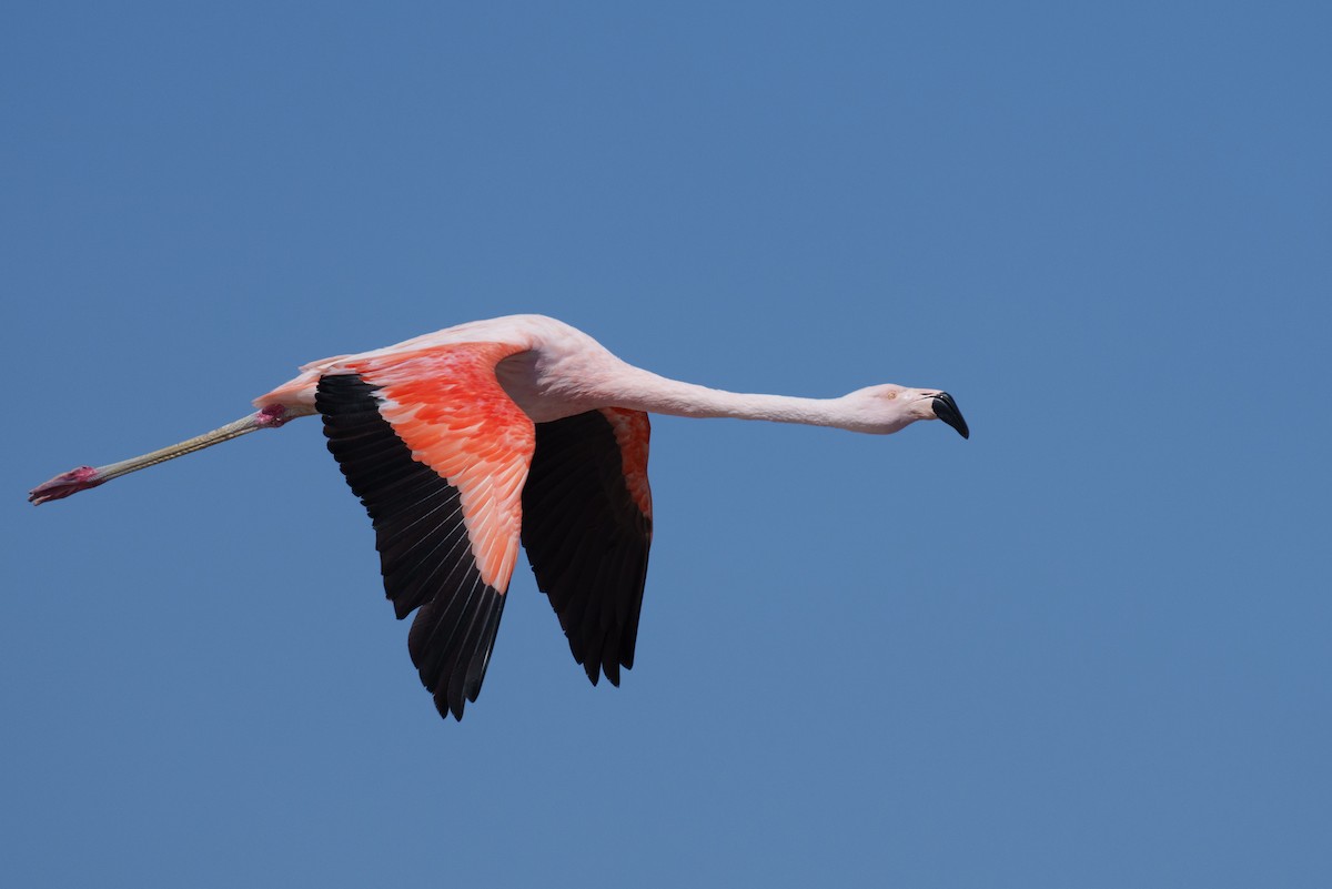 Chilean Flamingo - ML627176636
