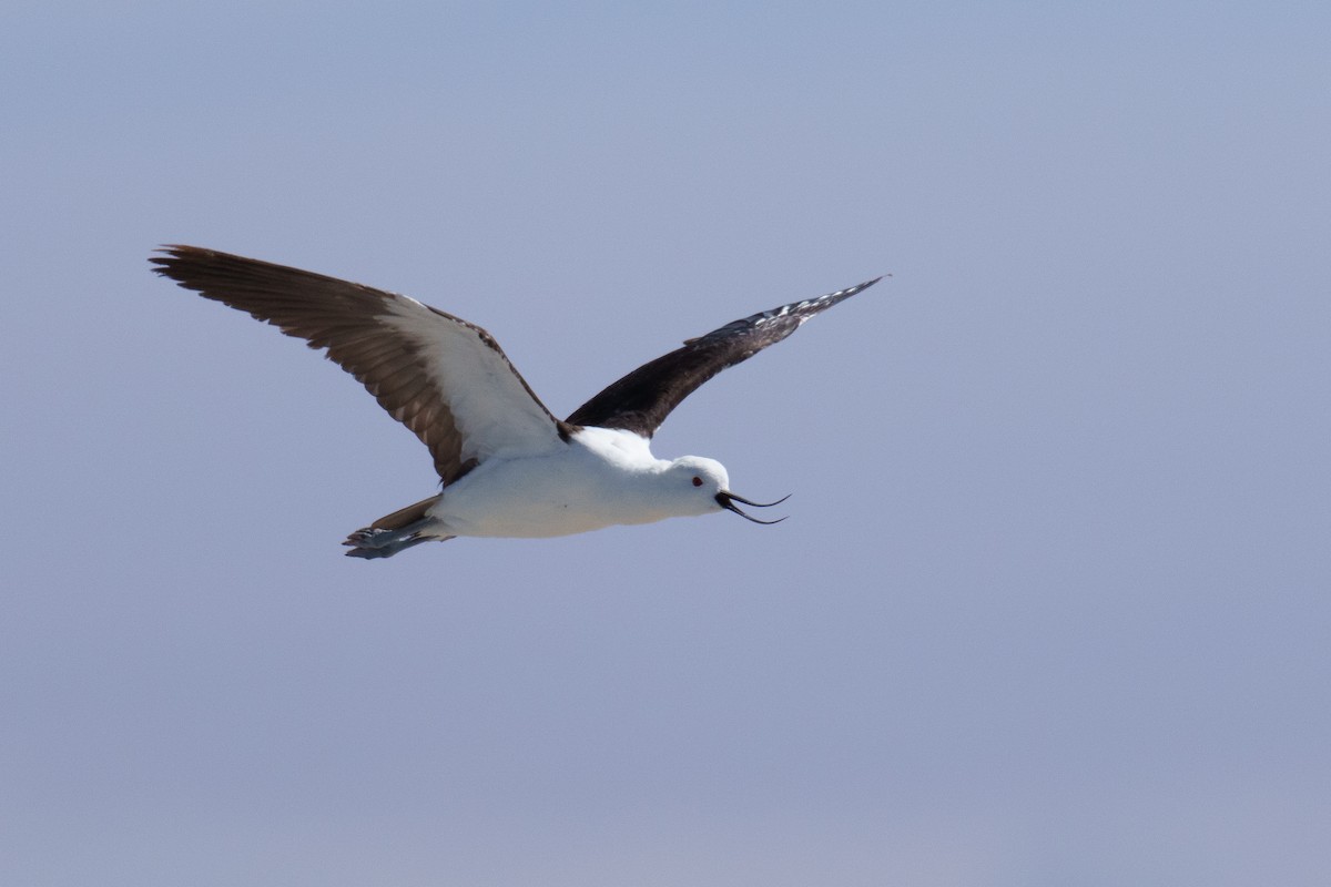 Andean Avocet - ML627176714