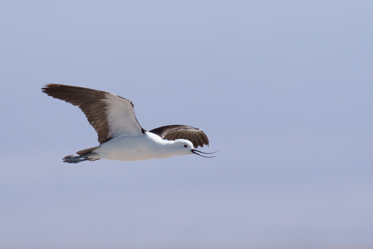 Andean Avocet - ML627176716